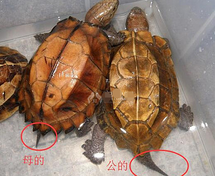 小巴西龟怎么分公母图解