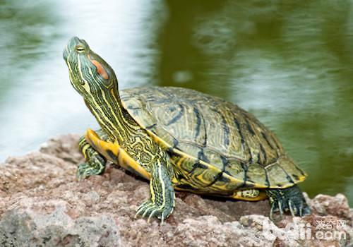 如何饲养小巴西龟