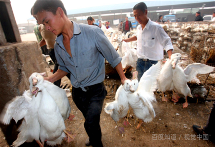 北京现一例人感染H5N6禽流感病例，这种病毒的传播途径有哪些？