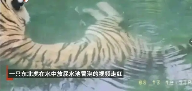 南京一东北虎在泳池偷偷放屁引游客围观，动物有羞耻感吗？