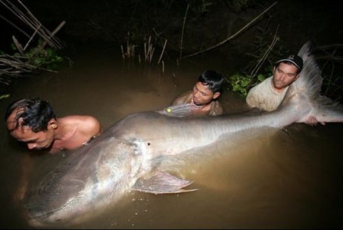 长沙男子湘江边钓到68斤鱤鱼，你见过最大的鱼有几斤？