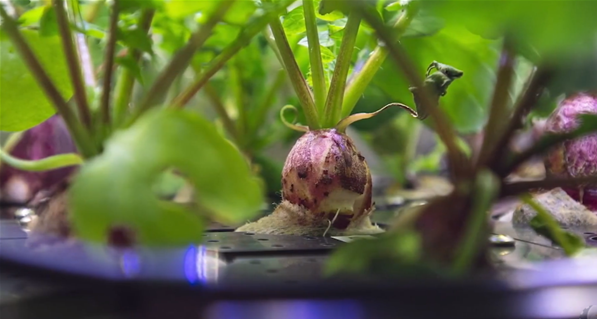 NASA收获史上首批“太空萝卜”，这与普通萝卜有何区别？