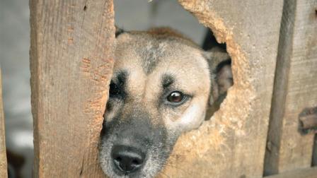 郑州一小区的流浪狗遭几名保安断头扒皮，保安这么做的原因是什么？